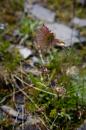 nature alpine 043 * 2912 x 4368 * (5.22MB)